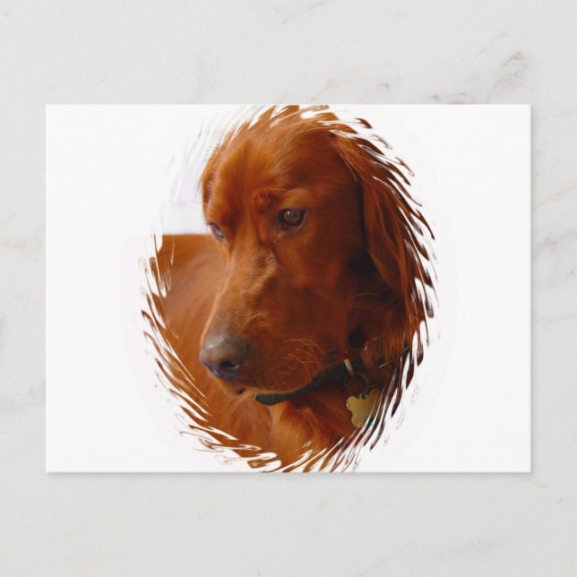 Carte postale Setter irlandaise (Devant)