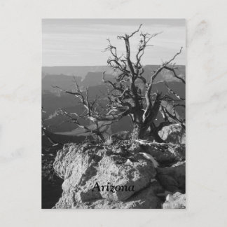 Carte Postale Seul en Arizona