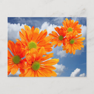 Carte Postale Seulement 3 Gerbera Daisy Blossoms + votre texte e