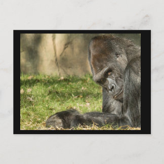 Carte postale Sexy Silverback Gorilla