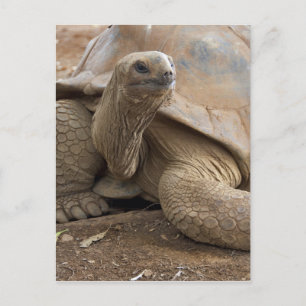 Carte Postale Seychelle Aldabran land tortoise