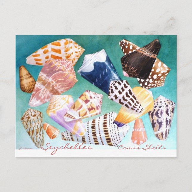 Carte Postale Seychelles Conus Shells (Devant)