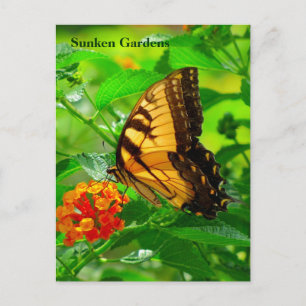 Carte postale SG Jaune Swallowtail #245N 0245