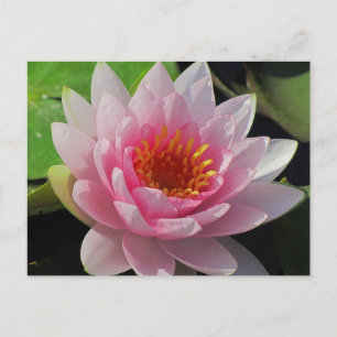 Carte Postale SG Lincoln, Nebraska nénuphar rose #1 01