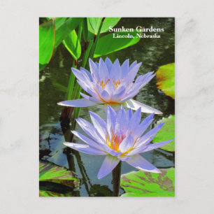 Carte Postale SG Paire de nénuphars BLUE #100 00100