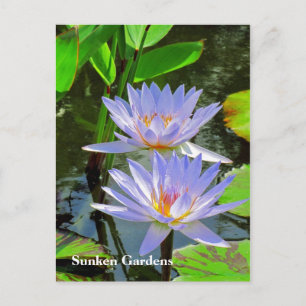 Carte Postale SG Paire de nénuphars BLUE #101 00101