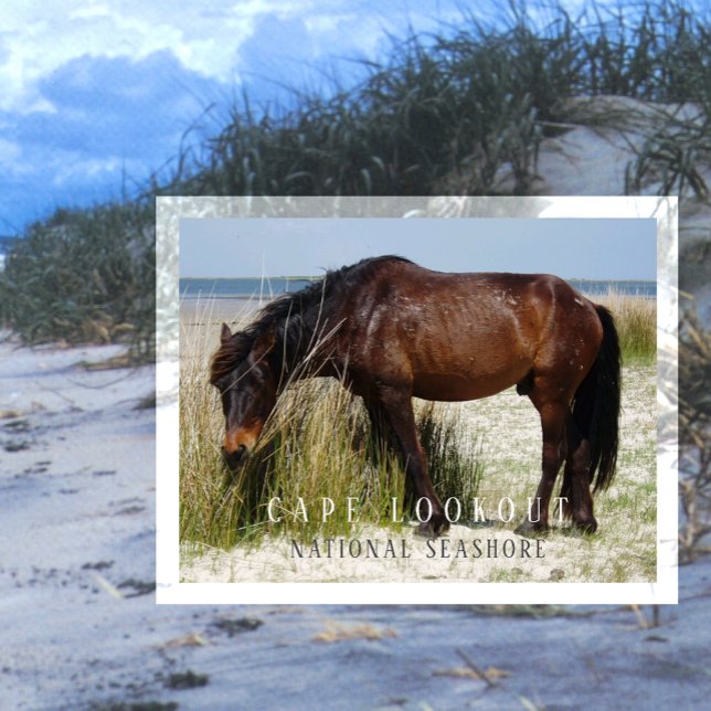 Carte Postale Shackleford Banks Wild Horse, Cape Lookout, NC (Créateur téléchargé)