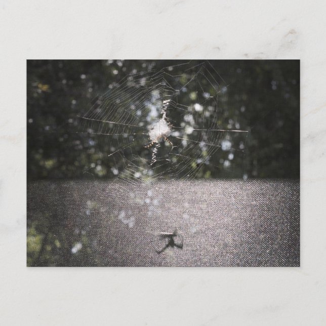Carte Postale Shadow of the Orb Weaver - Spider Photo (Devant)