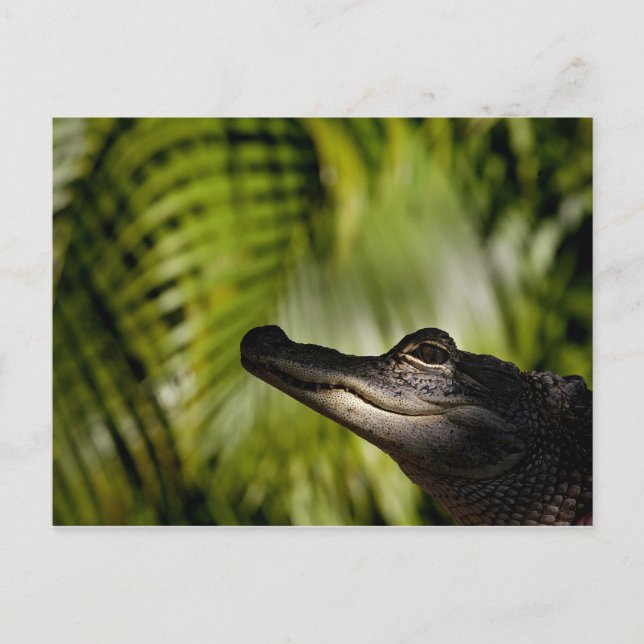 Carte postale Shady Alligator (Devant)