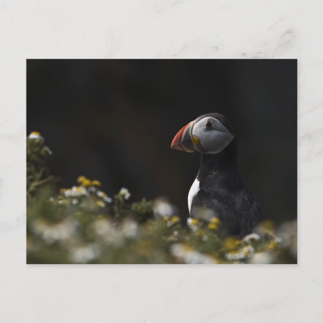 Carte Postale Shady Puffin (Devant)