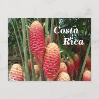Shampooing Ginger, Costa Rica