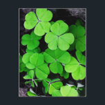 Carte Postale Shamrock<br><div class="desc">Carte postale shamrock. MON OEUVRE D'ORIGINE à zazzle.com/virginia5050 et virginia50.redbubble.com</div>