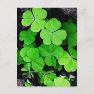 Carte Postale Shamrock