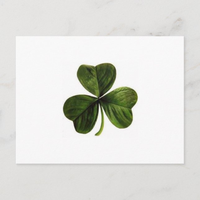 Carte Postale Shamrock (Devant)