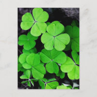 Shamrock