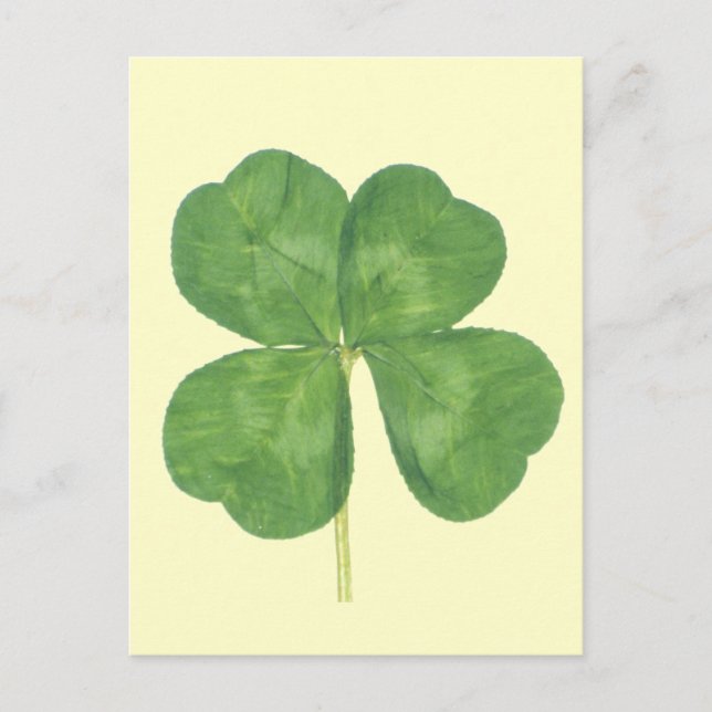 Carte Postale Shamrock à quatre feuilles Lucky (Devant)