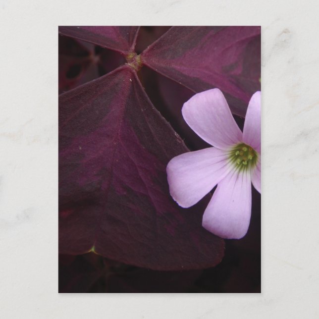 Carte postale Shamrock feuille violet (Devant)