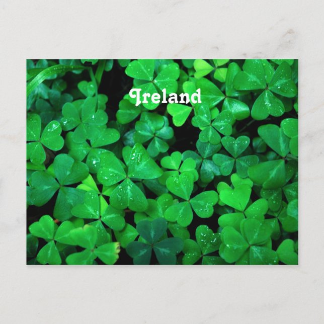 Carte Postale Shamrock irlandais (Devant)