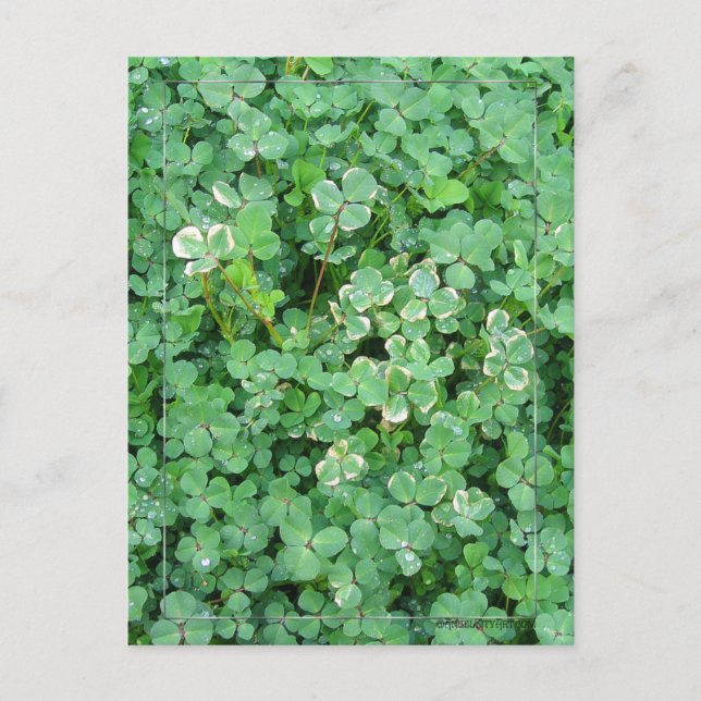 Carte postale Shamrock vert et blanc (Devant)
