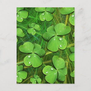 Carte Postale Shamrock vert St Patrick iPhone 5 Coque-Mate