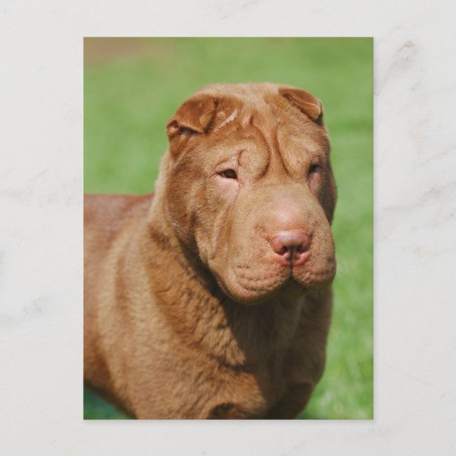 Carte Postale Shar Pei (Devant)