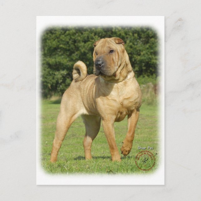 Carte Postale Shar Pei (Devant)