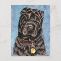 Shar-Pei Chien chinois - Tia