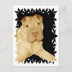 Carte postale Shar Pei Dog