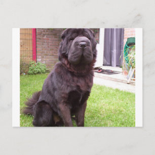 Carte Postale Shar pei longhair assise.png