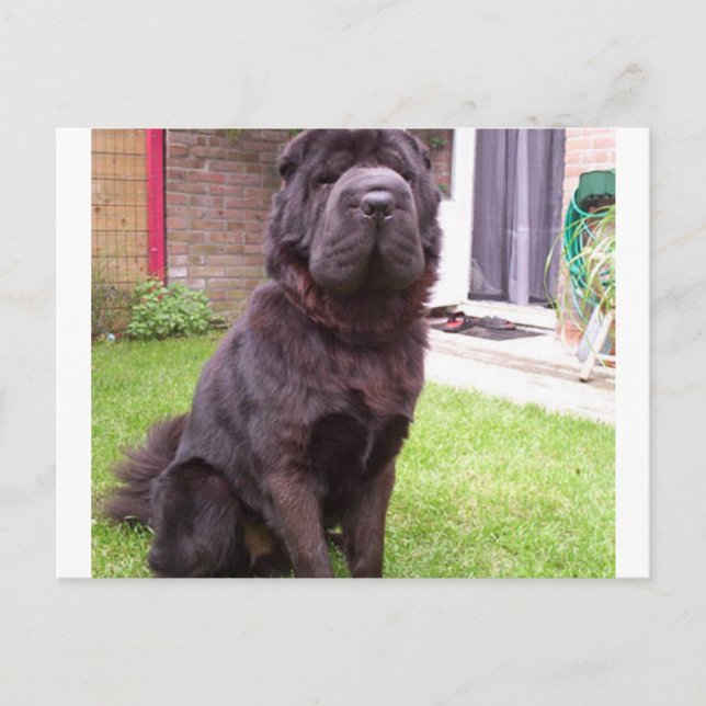 Carte Postale Shar pei longhair assise.png (Devant)