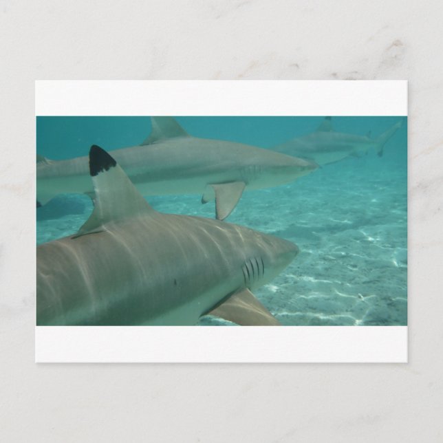 Carte Postale shark (Devant)
