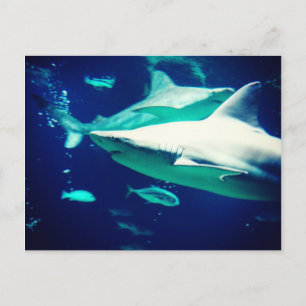 Carte Postale Shark Postcard