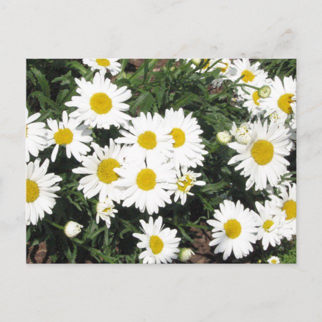 Carte postale Shasta Daisies (Devant)