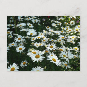 Carte Postale Shasta Daisies