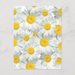 Carte Postale Shasta Daisies