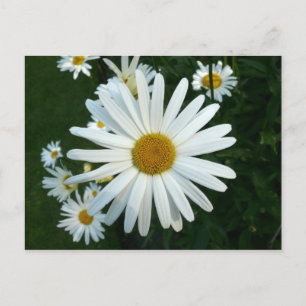 Carte Postale Shasta Daisy