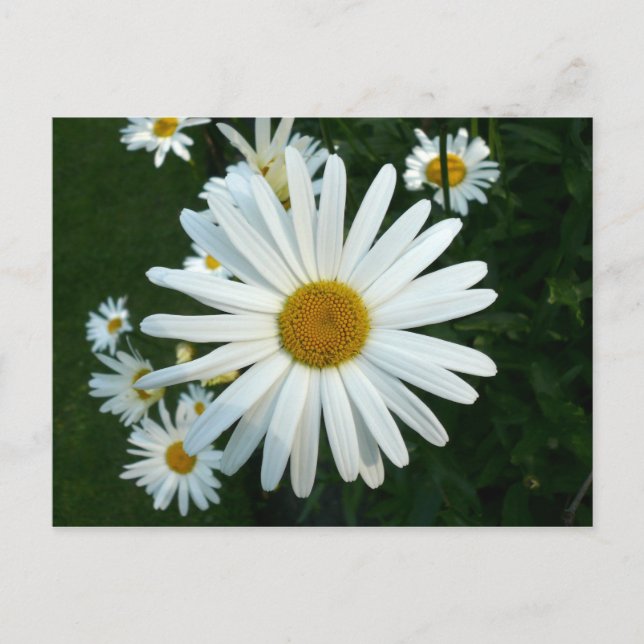 Carte Postale Shasta Daisy (Devant)
