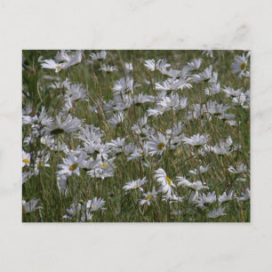 Carte Postale Shasta Daisy sur l'île de l'Unalaska