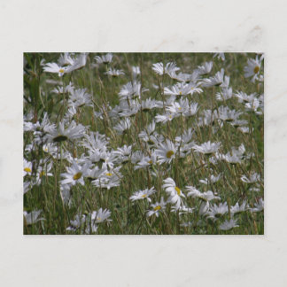 Carte Postale Shasta Daisy sur l'île de l'Unalaska