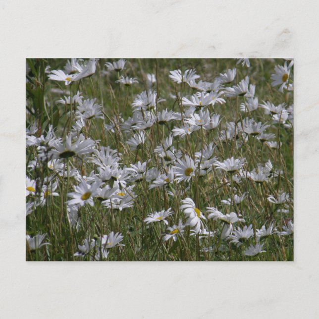 Carte Postale Shasta Daisy sur l'île de l'Unalaska (Devant)