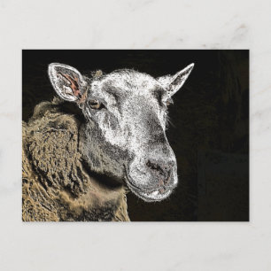 CARTE POSTALE SHEEP
