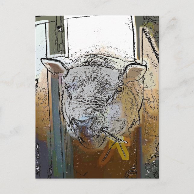 CARTE POSTALE SHEEP (Devant)