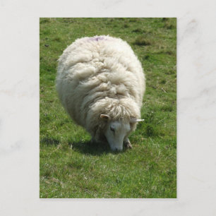 Carte postale Sheep