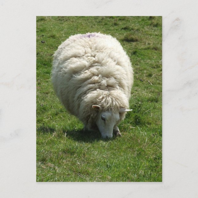 Carte postale Sheep (Devant)