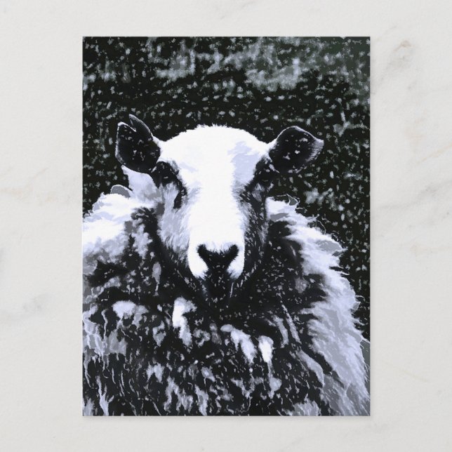CARTE POSTALE SHEEP (Devant)