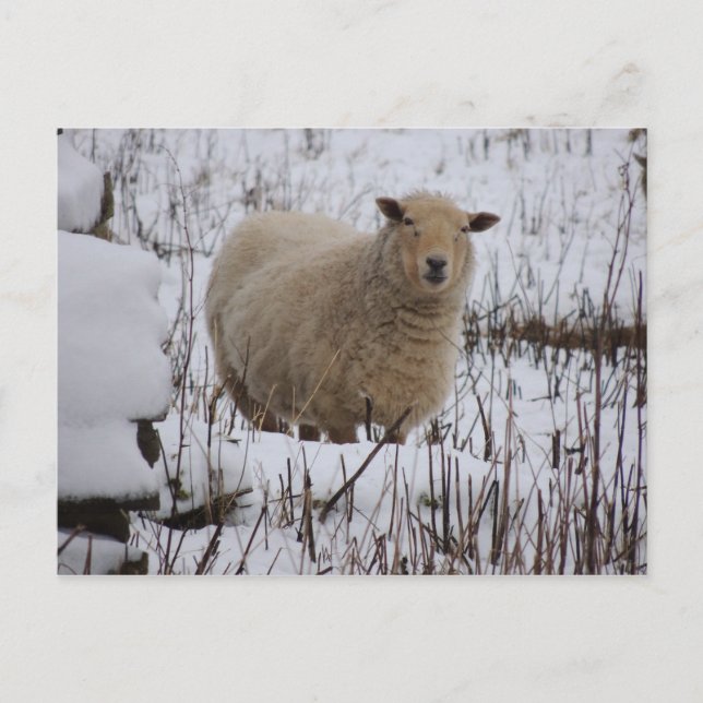Carte postale Sheep (Devant)