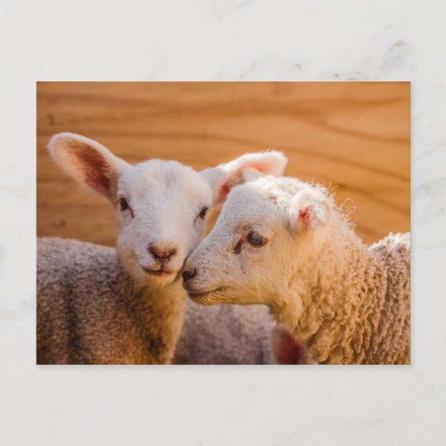 Carte postale Sheep (Devant)