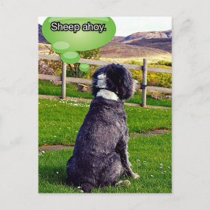 Carte postale Sheep Ahoy