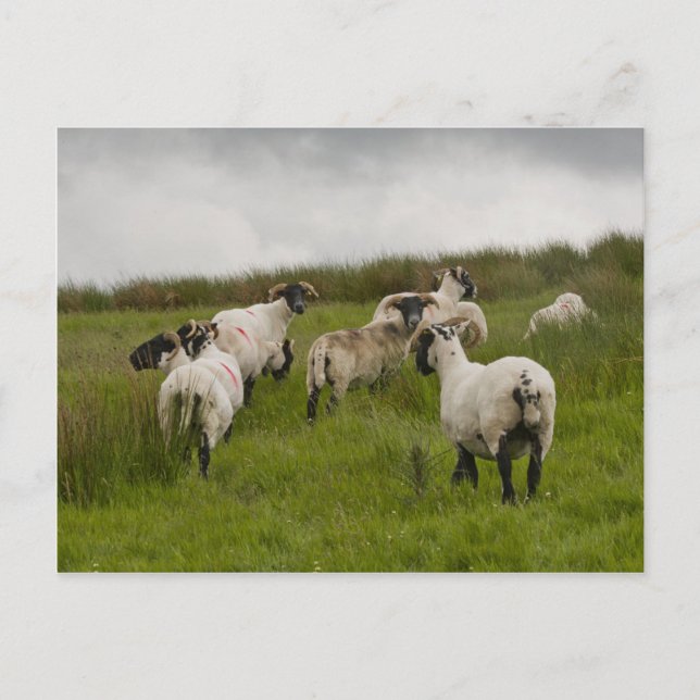 Carte Postale sheep.jpg (Devant)