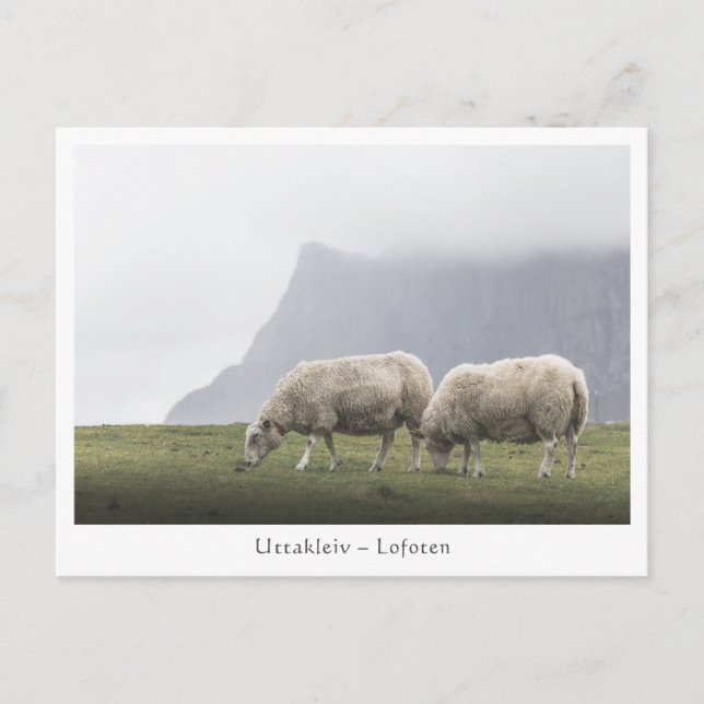 Carte Postale Sheep Uttakleiv Lofoten (Devant)